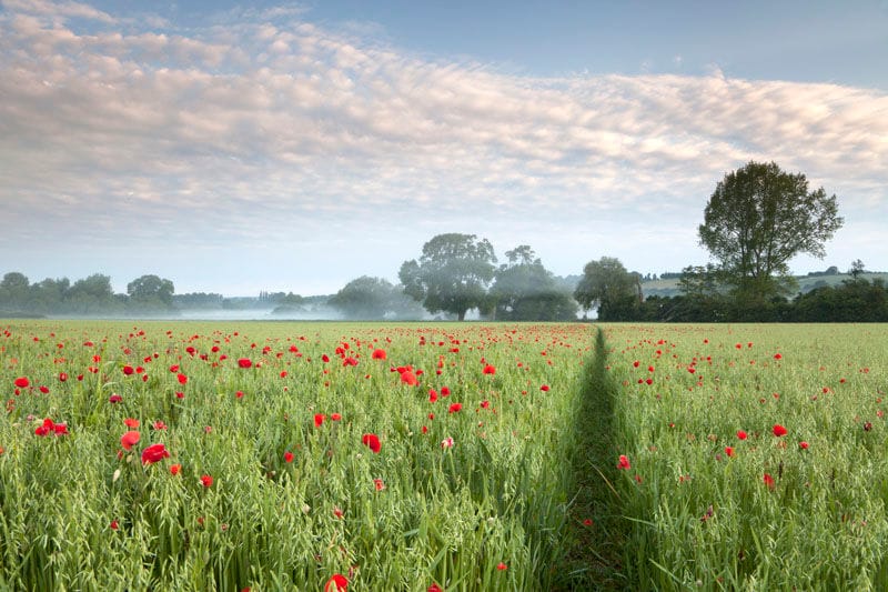 Summer footpath Hanging Langford