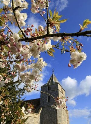 Cherry Blossom, All Saints Church, Steeple Langford