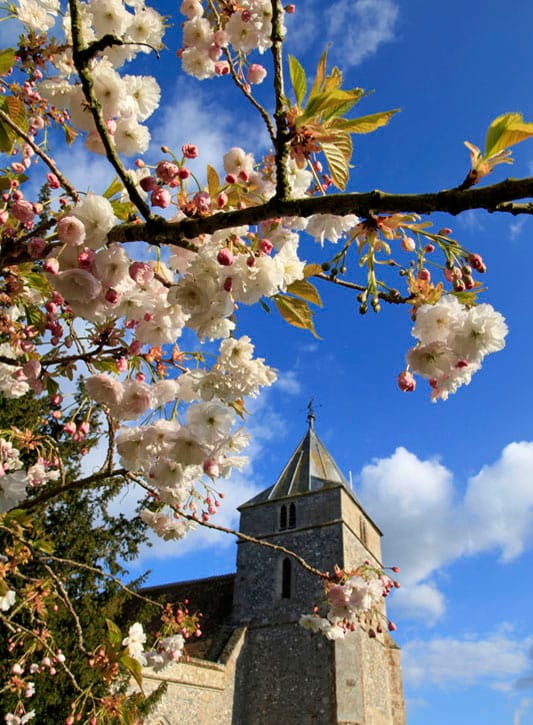 Cherry Blossom All Saints Church Steeple Langford