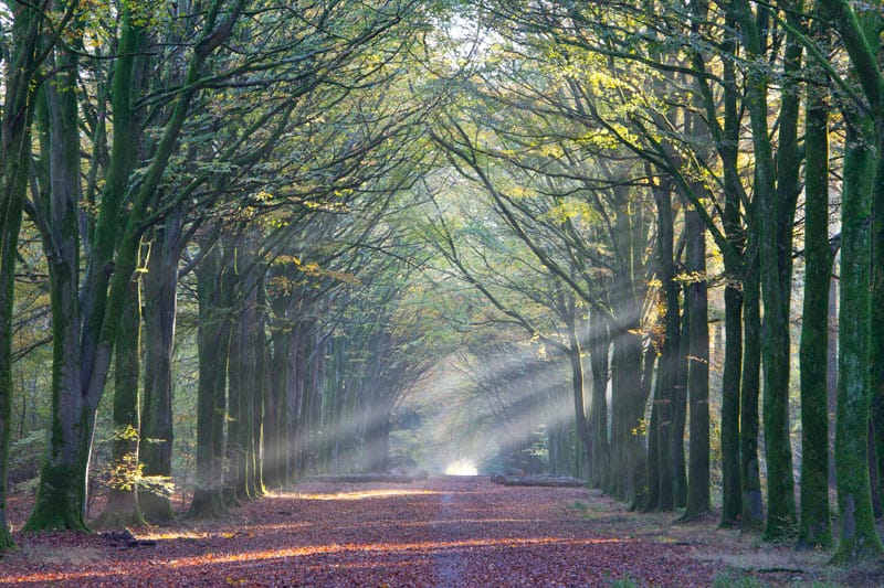 Beams of Sunlight, Grovely Wood