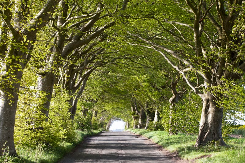 Beech Trees on the Howgare Road