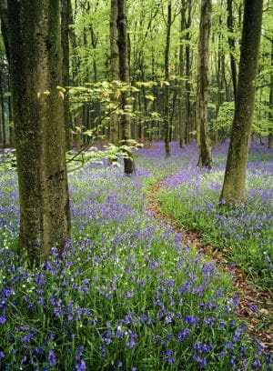 Bluebell Path