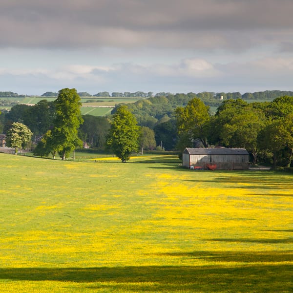 Buttercups at Church Bottom Broad Chalke