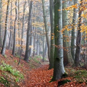 The Footpath from Chilmark to Teffont