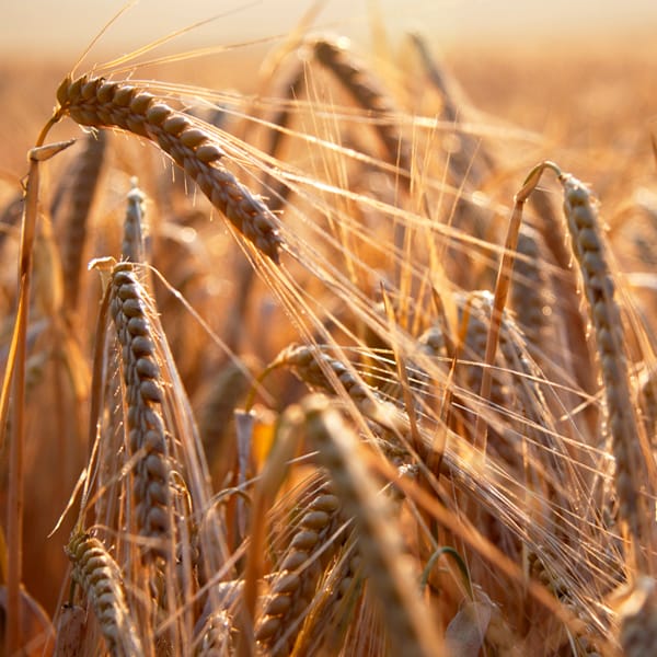 Ears of Barley