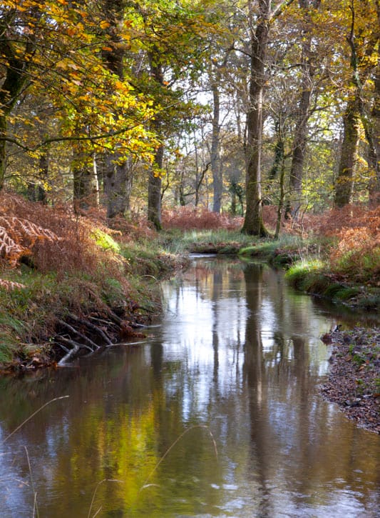 Fletchers Water, New Forest