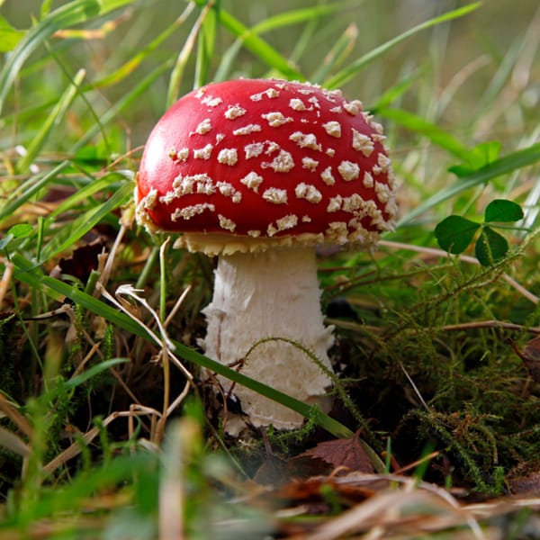 Fly Agaric Mushroom
