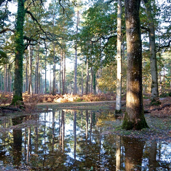 Autumn Reflections New Forest