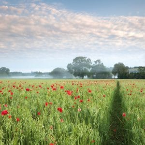 Poppies at Hanging Langford