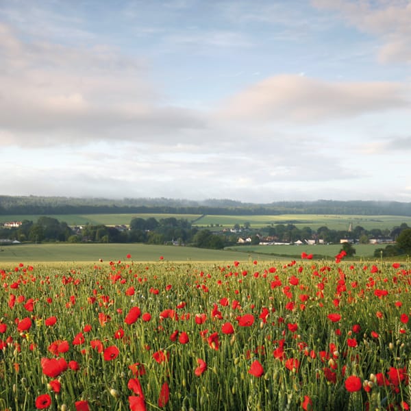 Poppies at Hindon