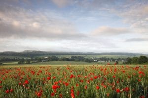 Poppies at Hindon