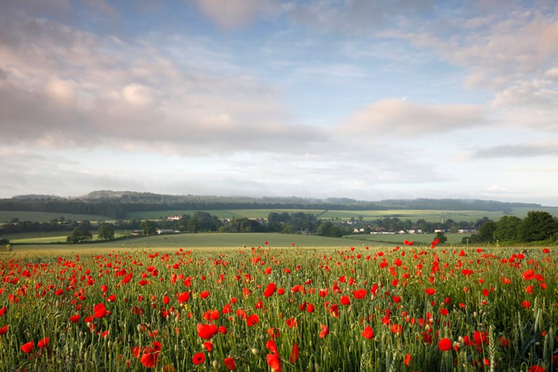 Poppies at Hindon