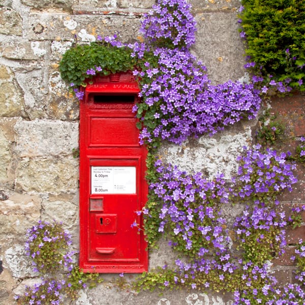 Post Box and Campanula Flowers