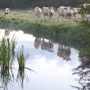 The River Ebble, Odstock
