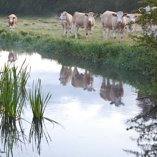 The River Ebble Odstock