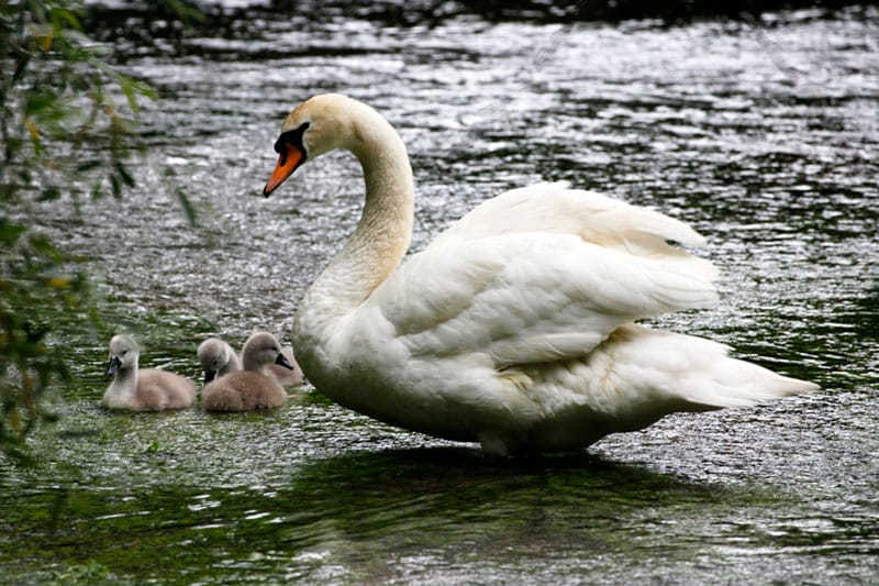 Swan and Cygnets