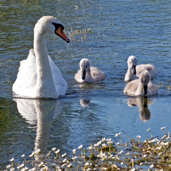 Swans and Cygnets
