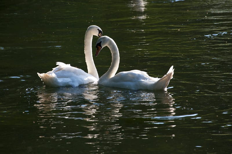 Swans on the River Wylye