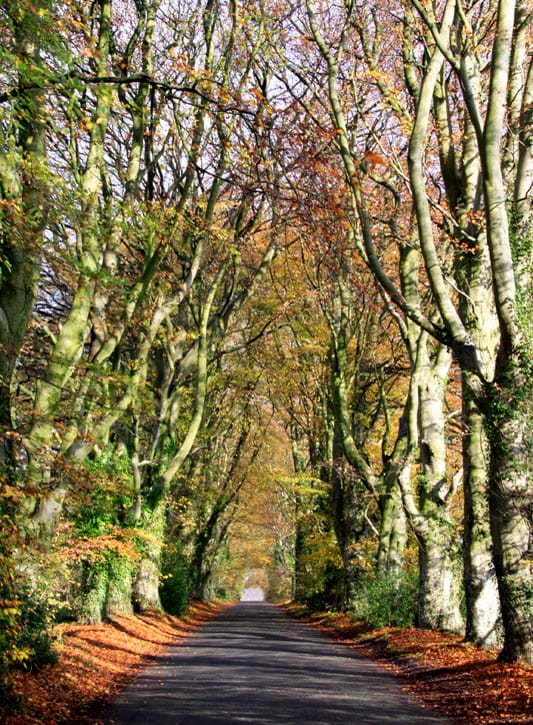 The Road to Sixpenny Handley