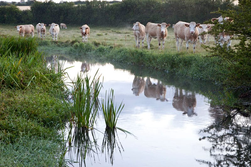 The River Ebble, Odstock