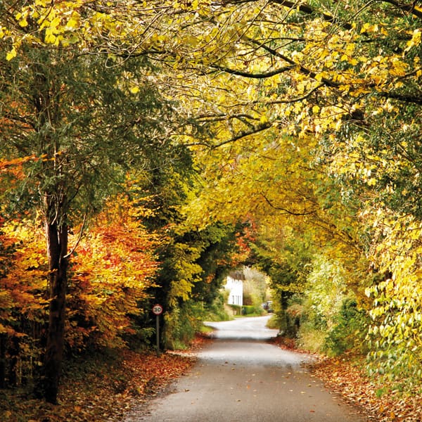 A Tunnel of Autumn Leaves Stockton