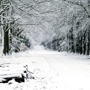 Winter in Grovely Wood