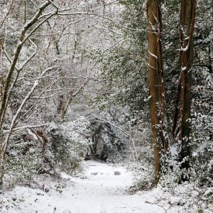 Whitmarsh Wood