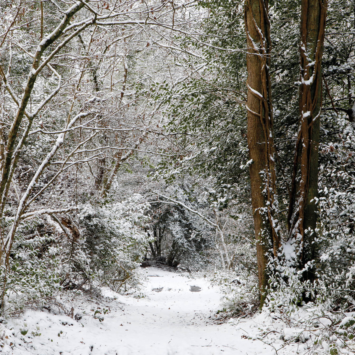 Whitmarsh Wood