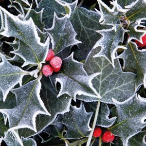 Holly and Ivy