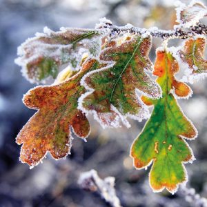 Frosted oak leaves