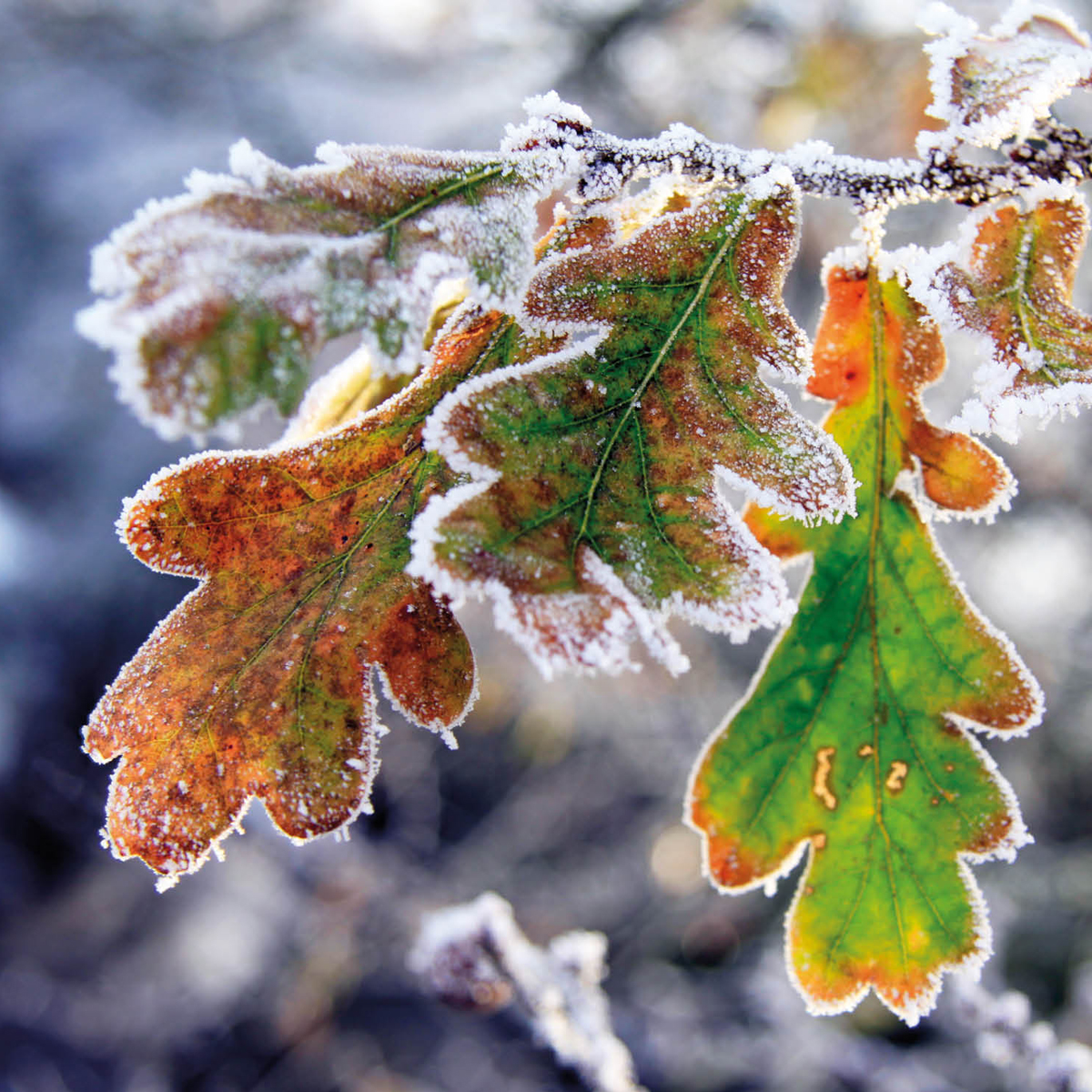 Frosted oak leaves