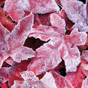 Liquidambar leaves