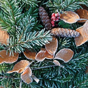 Pine needles and beech leaves