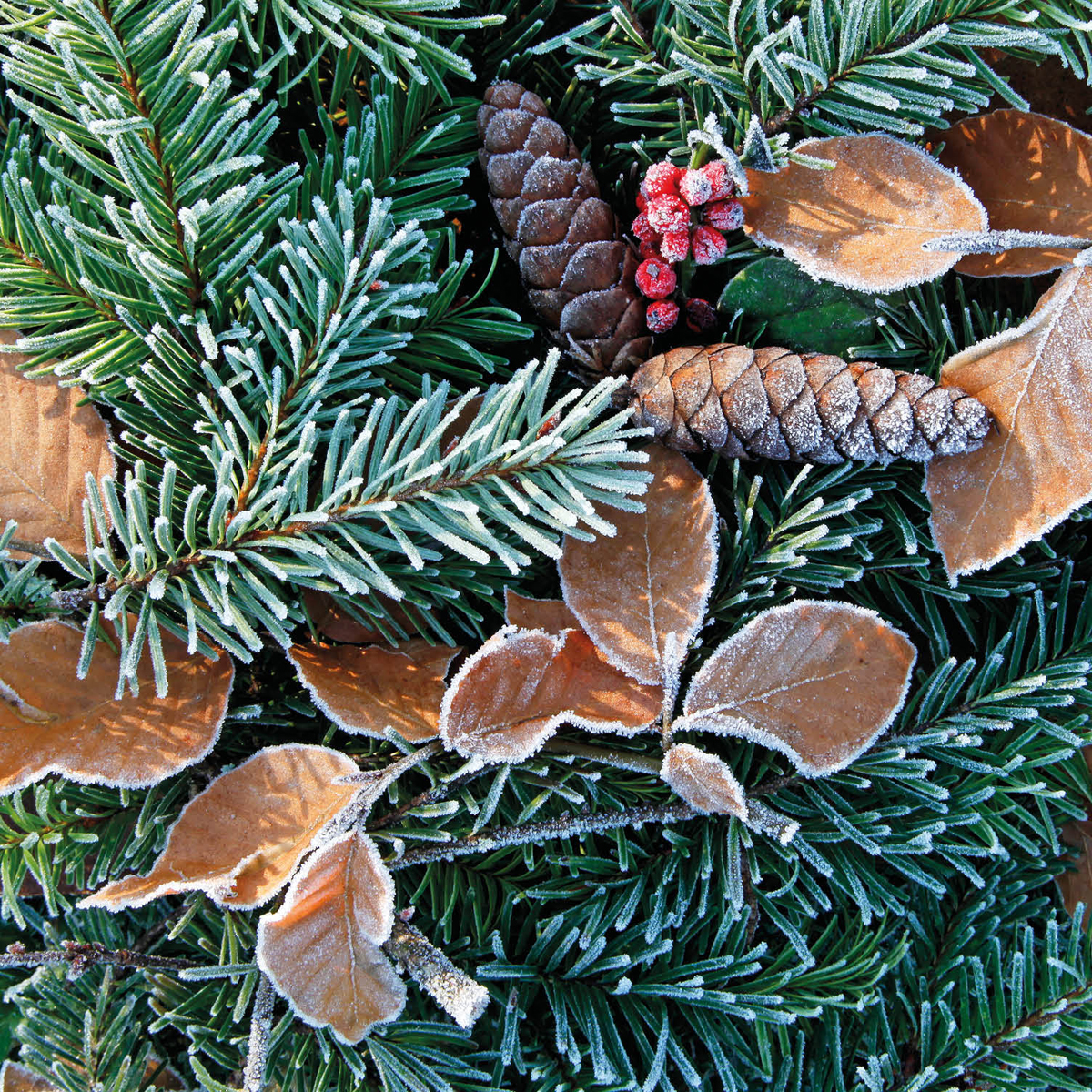 Pine needles and beech leaves