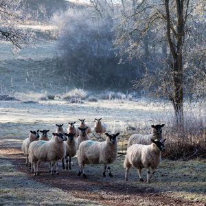 Sheep at Fonthill