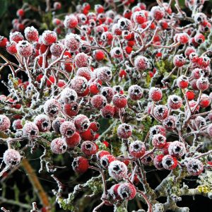 Hawthorn berries