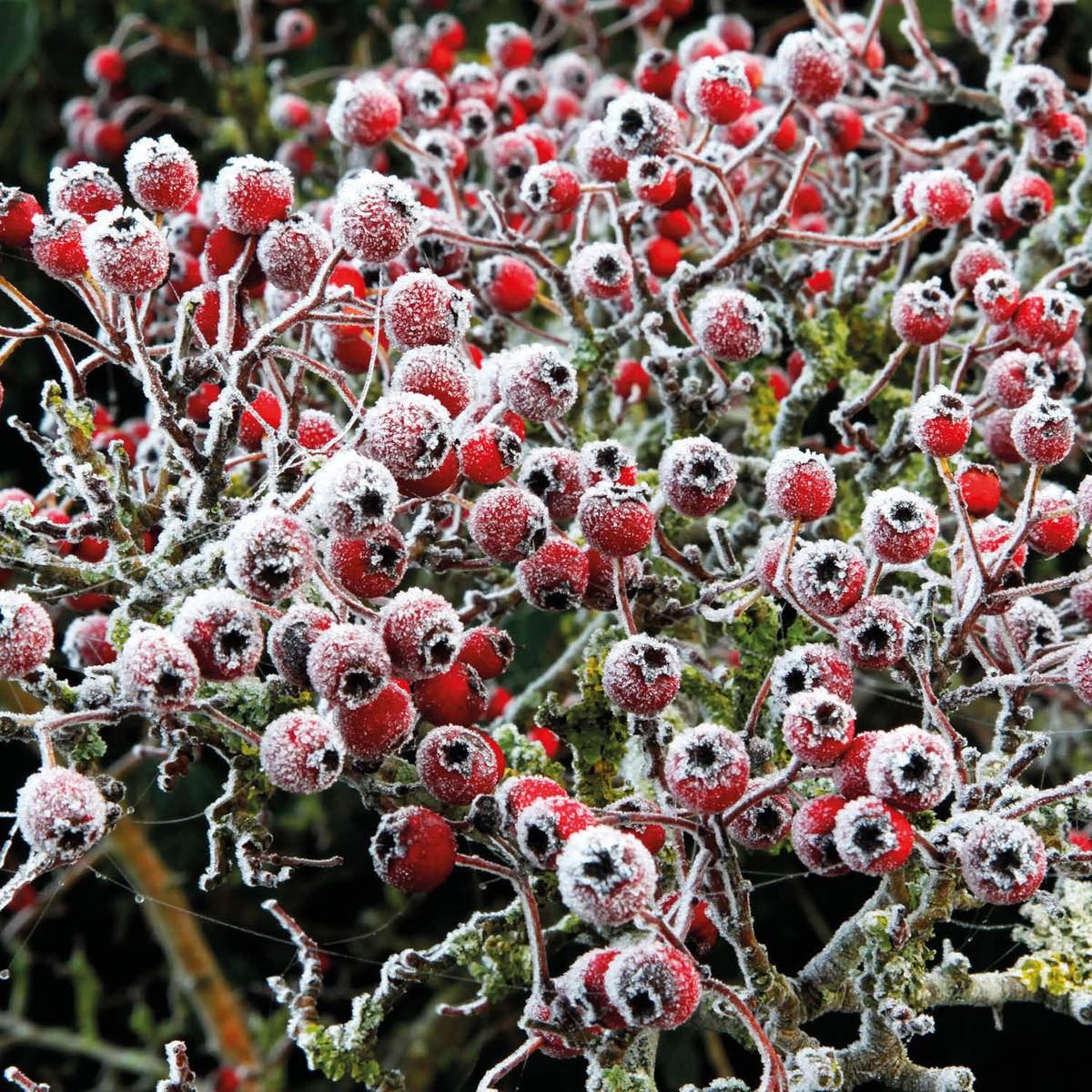 Hawthorn berries