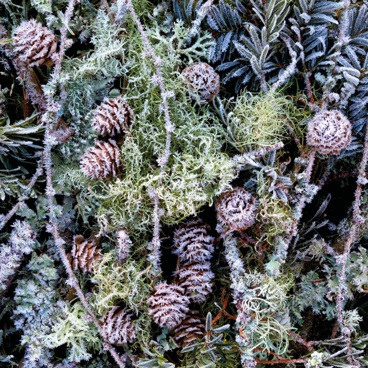 Pine cones and lichen