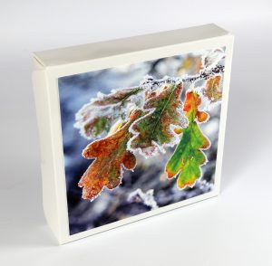 Frosted oak leaves